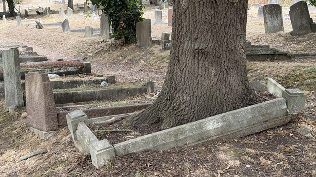oak tree growing through grave